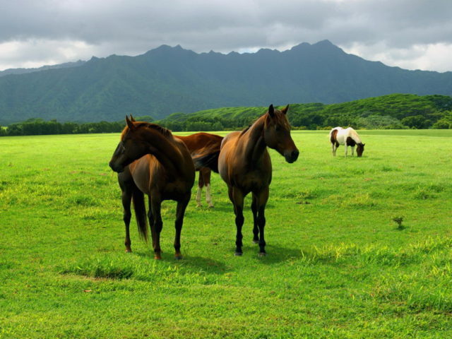Horse Pastures